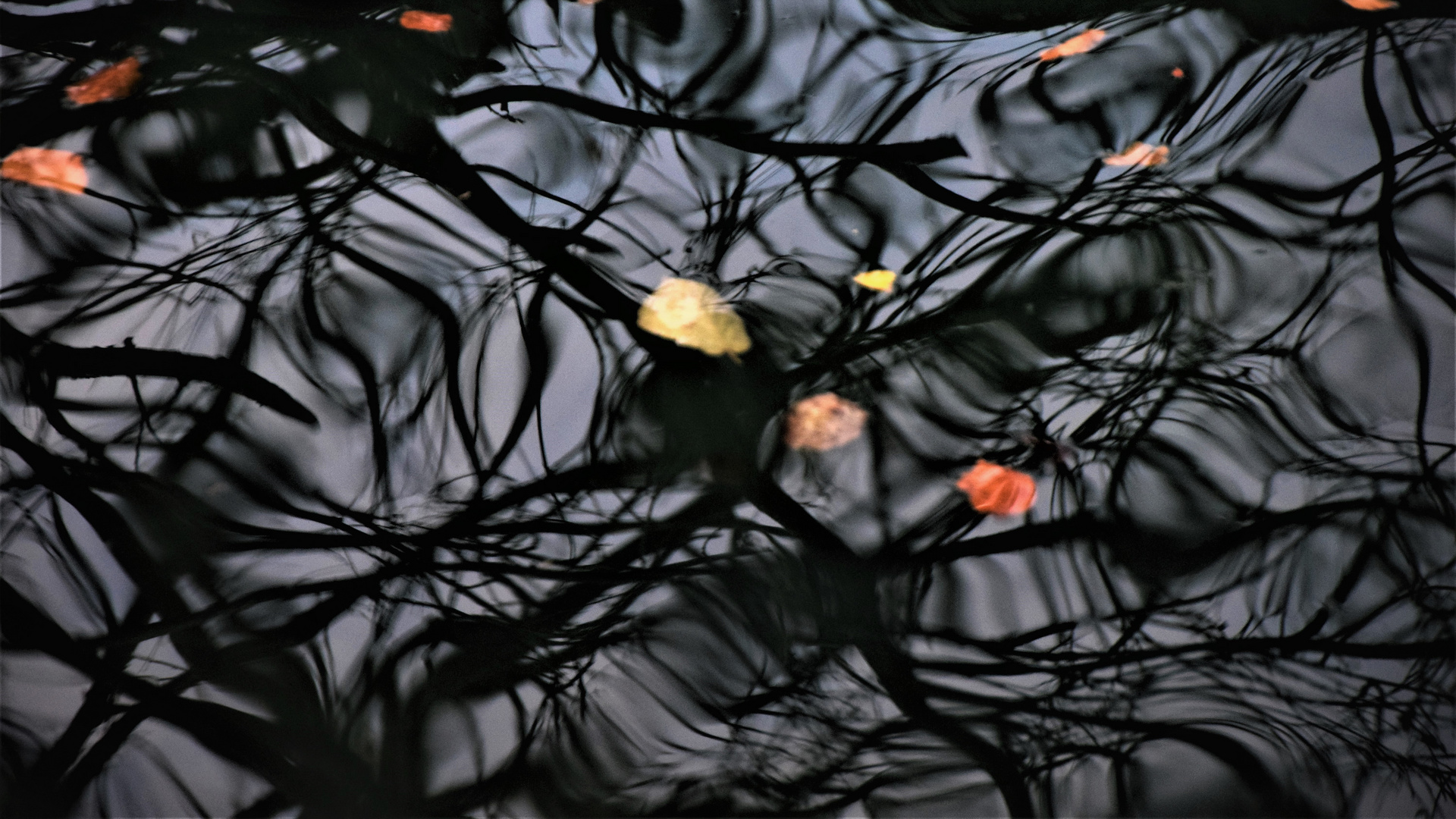 Gespiegelte Äste im See