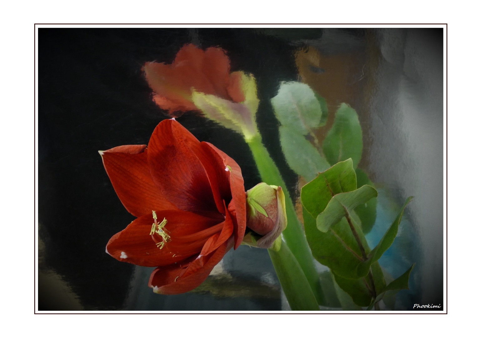 gespiegelte Amaryllis (II)