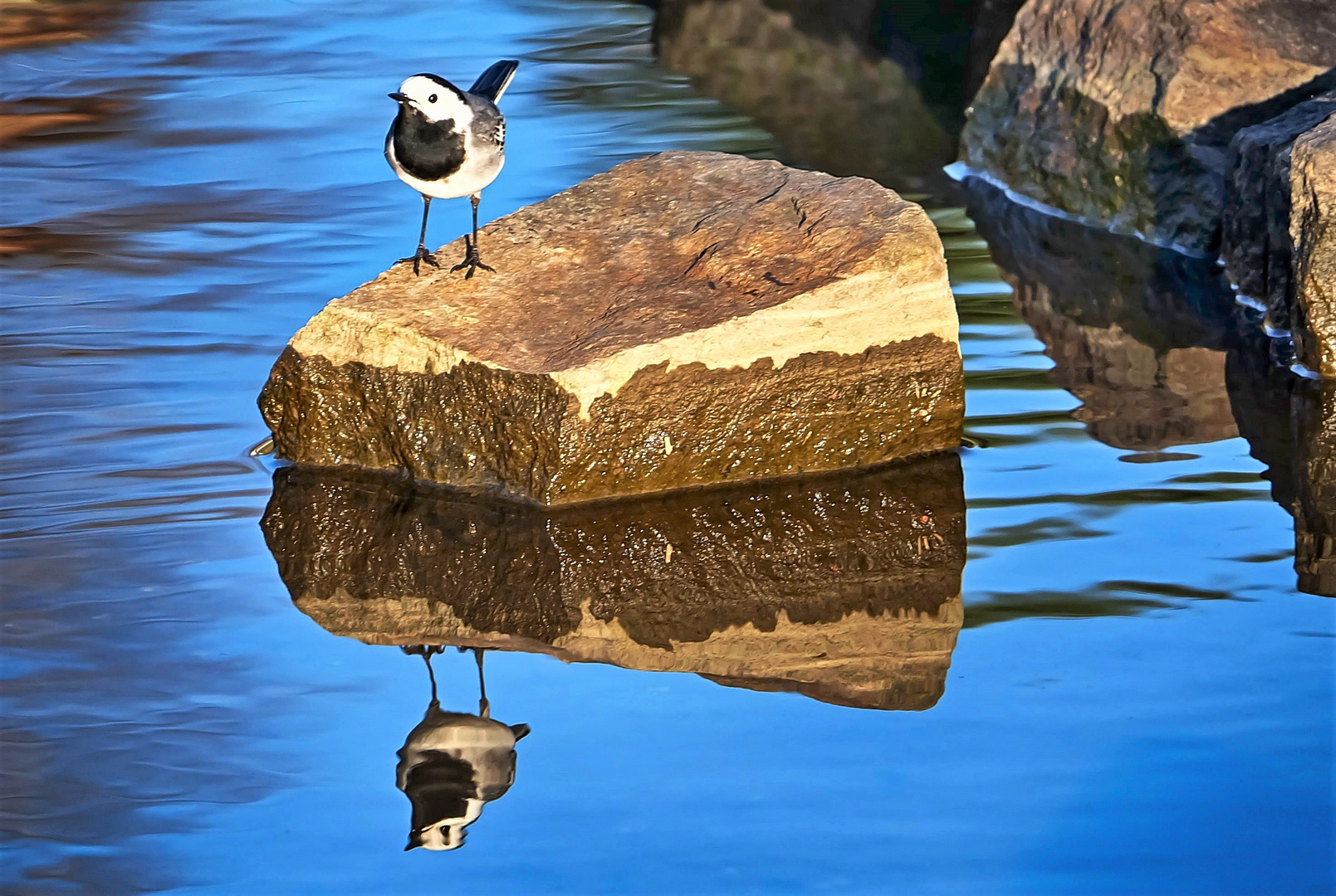 Gespiegelte Bachstelze