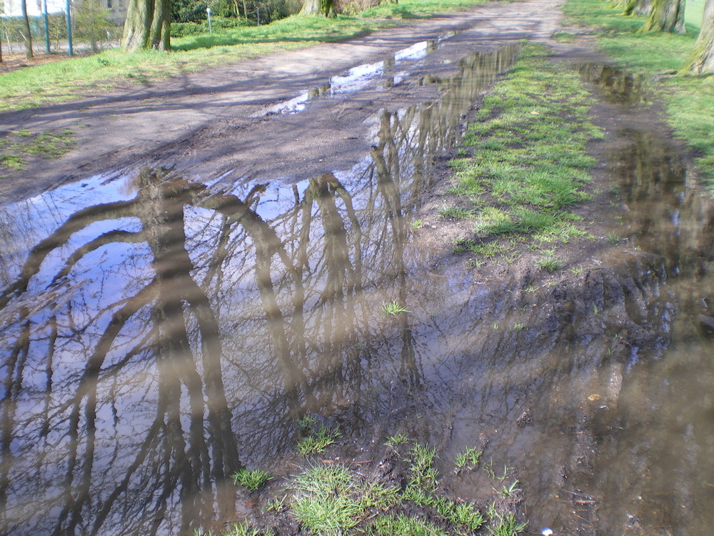 gespiegelte Bäume