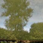 gespiegelte Bäume