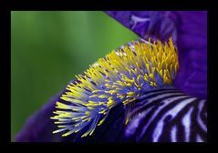 gespiegelte Bart-Haare