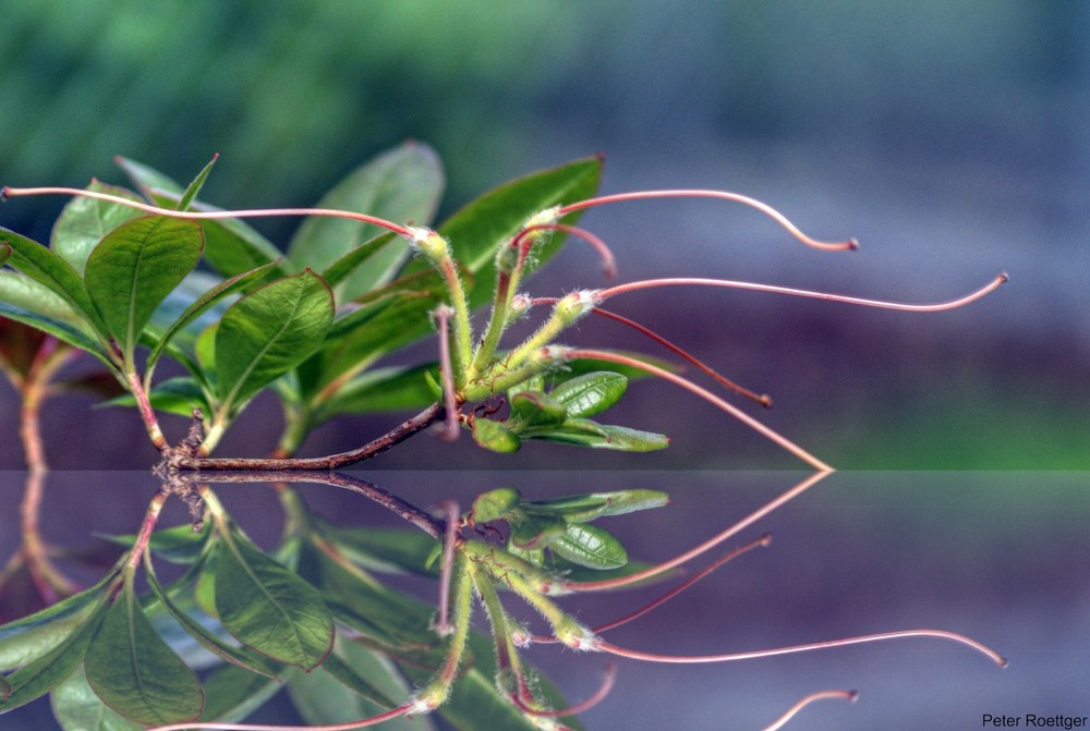 Gespiegelte Blüte