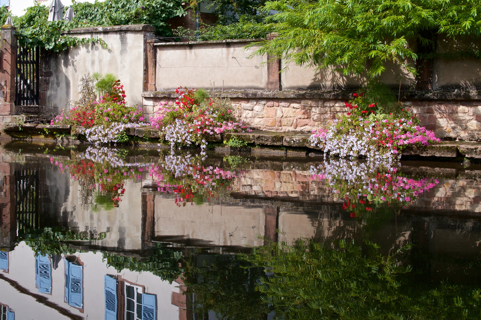 Gespiegelte Blumen