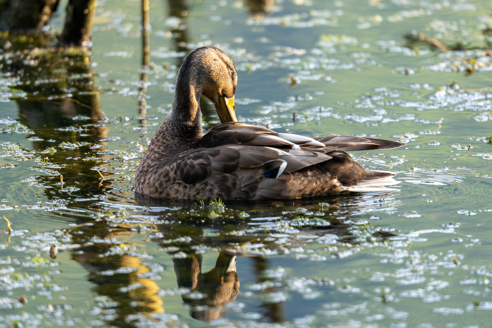 Gespiegelte Ente