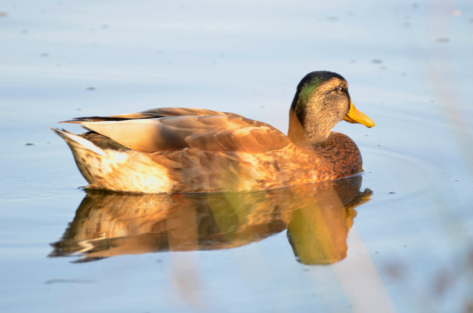 Gespiegelte Ente