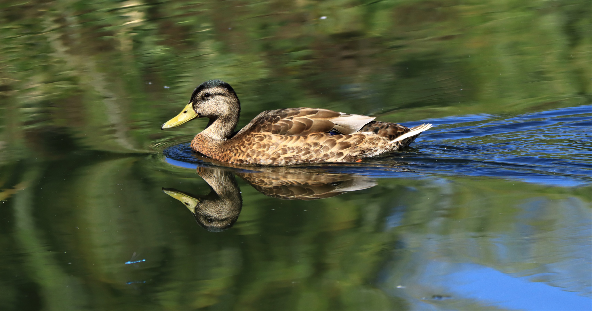 Gespiegelte - Ente