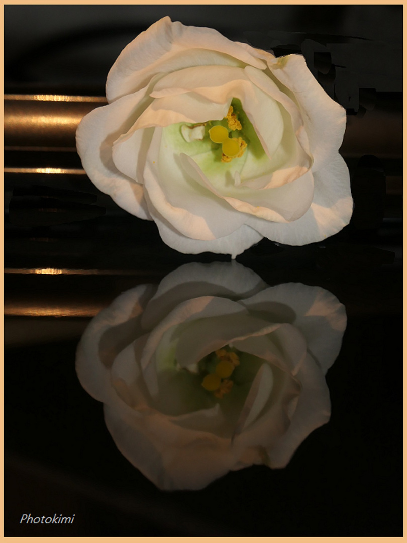 Gespiegelte Eustoma