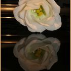 Gespiegelte Eustoma