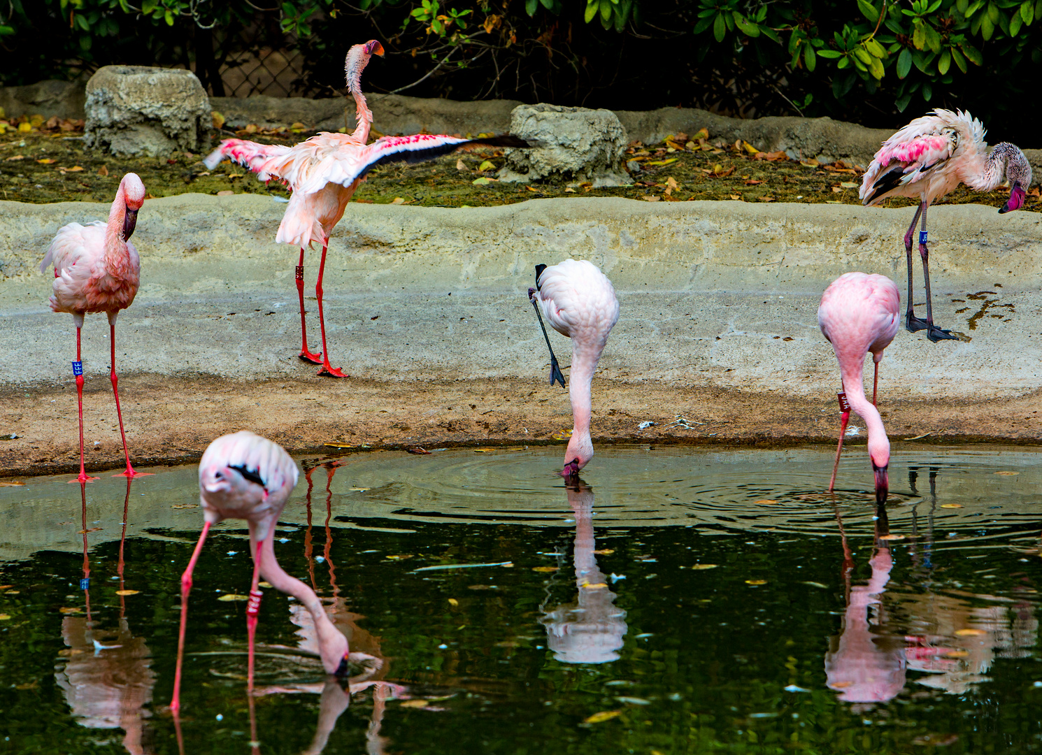 gespiegelte Flamingos