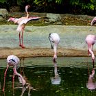 gespiegelte Flamingos