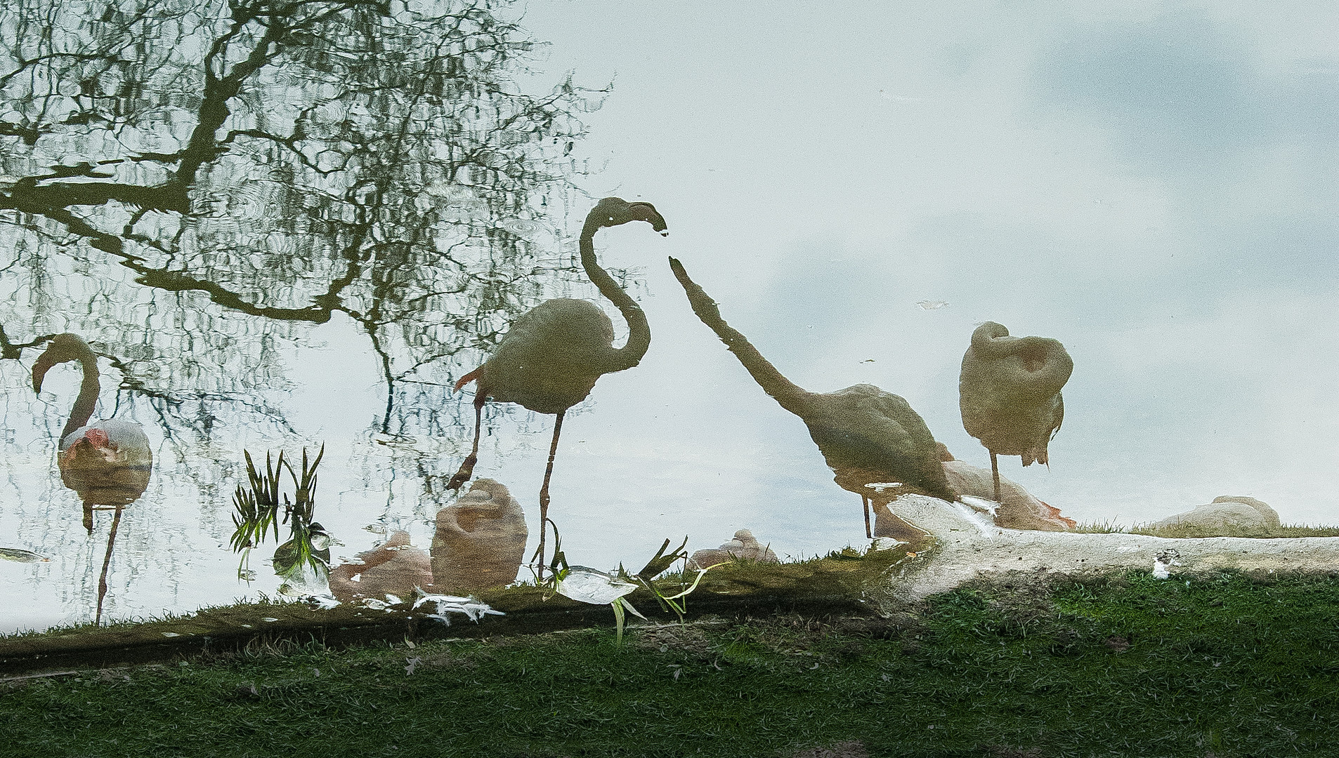 Gespiegelte Flamingos