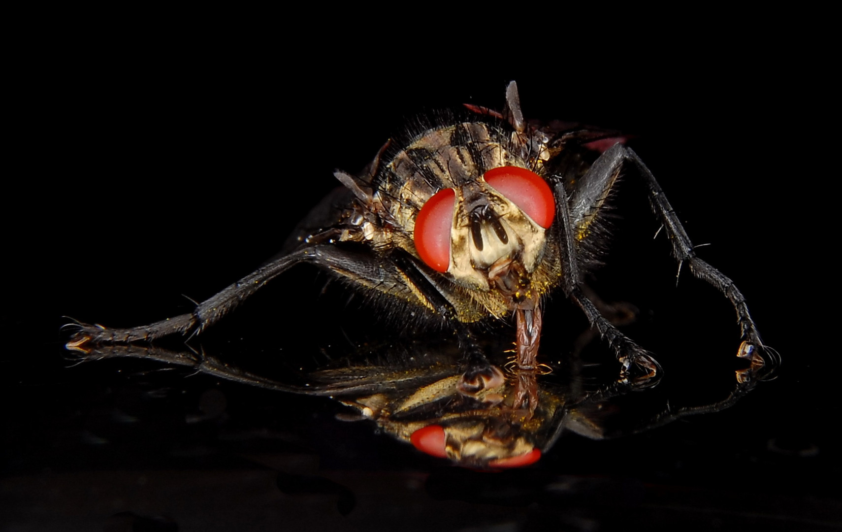 Gespiegelte Fliege