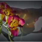 Gespiegelte Freesia 