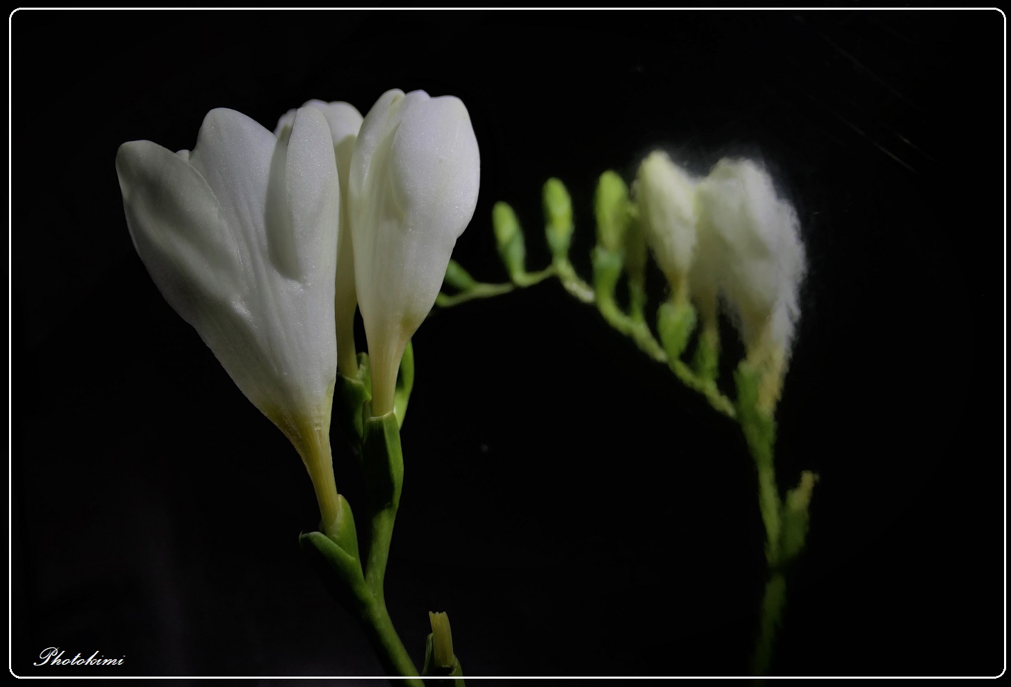 Gespiegelte Freesia (I)