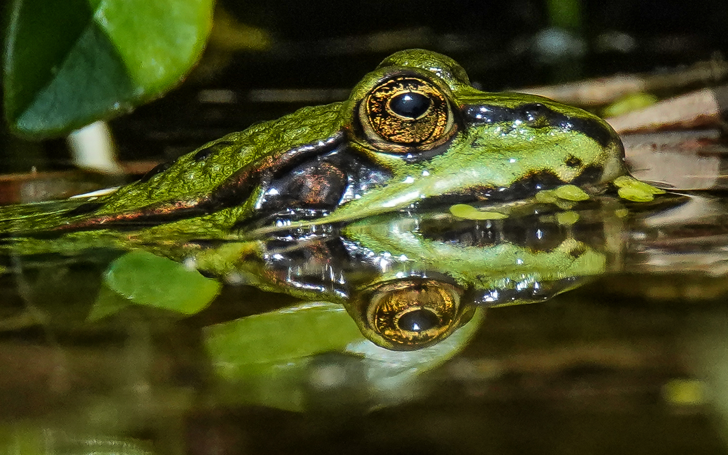 Gespiegelte Froschperspektive