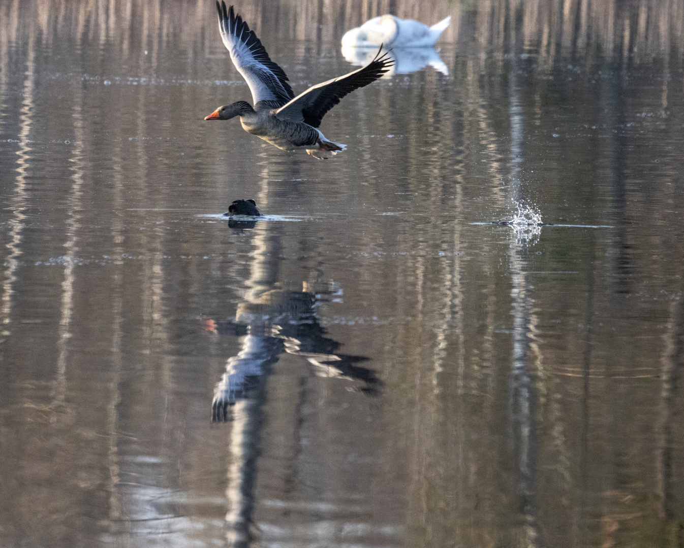 Gespiegelte Gans