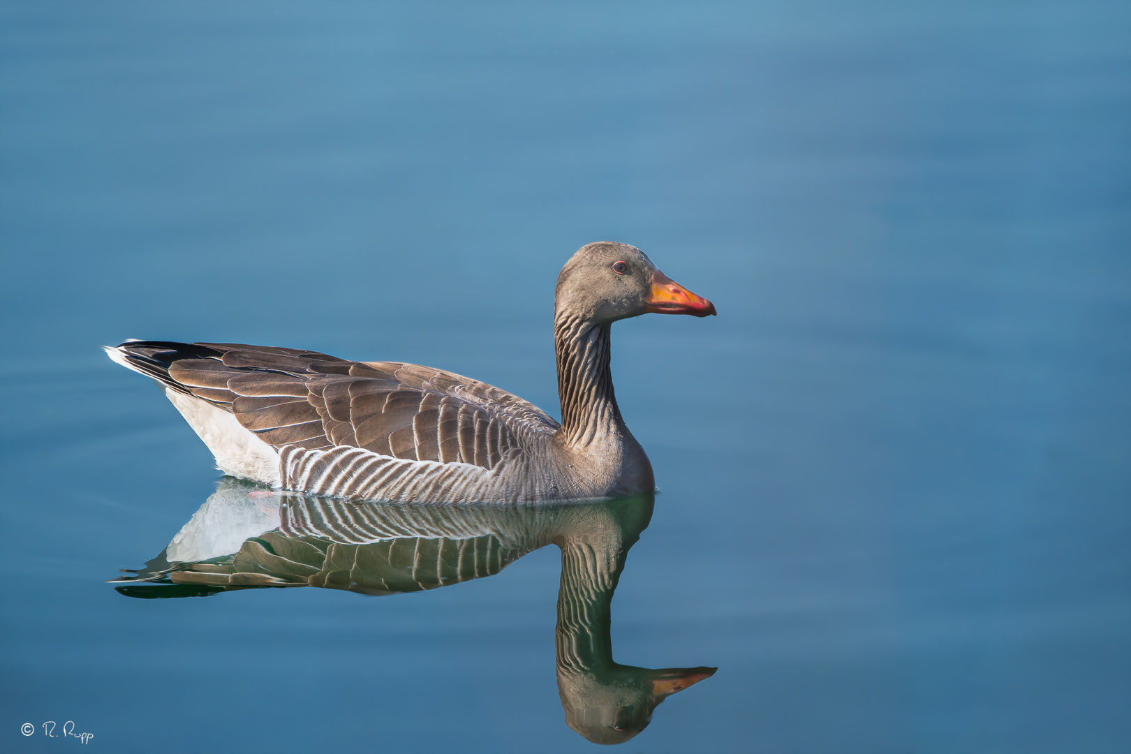 Gespiegelte Gans