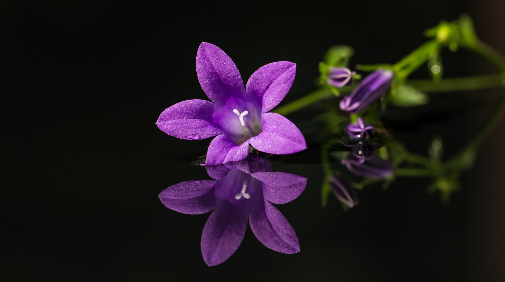 gespiegelte Glockenblümchen