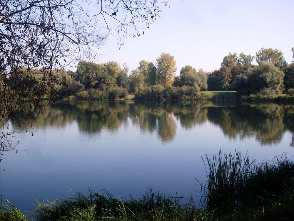 gespiegelte Herbstbäume