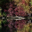 Gespiegelte Herbstfarben