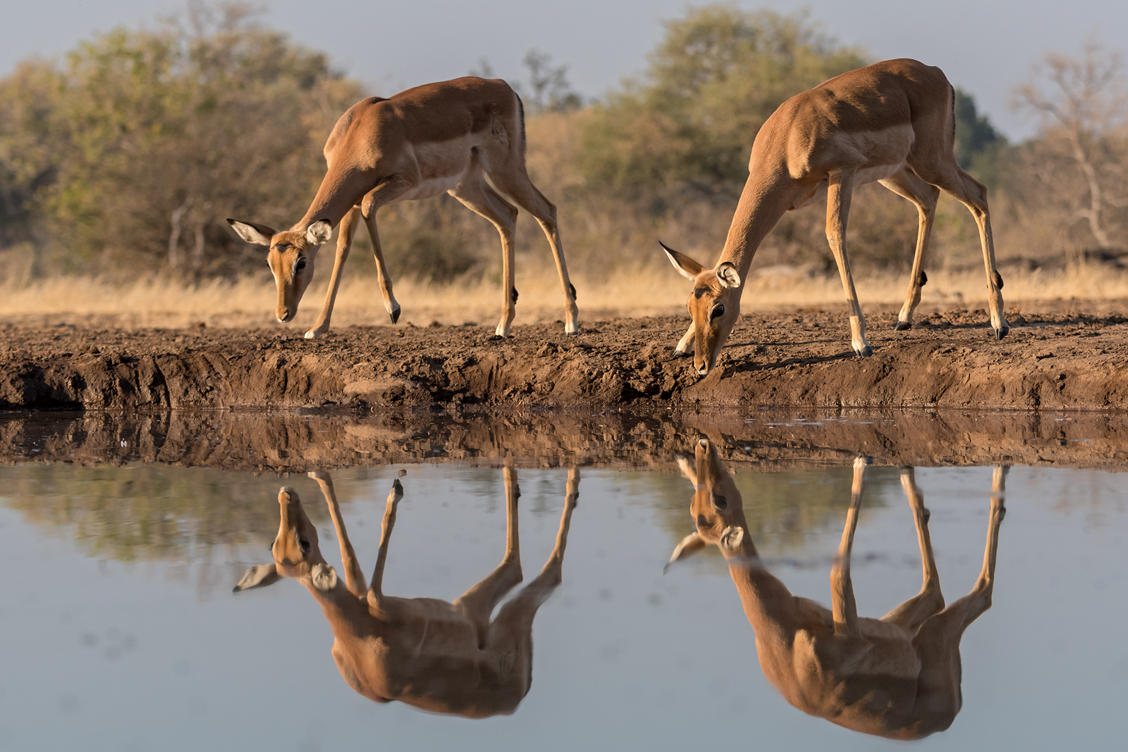 gespiegelte Impalas