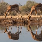 gespiegelte Impalas