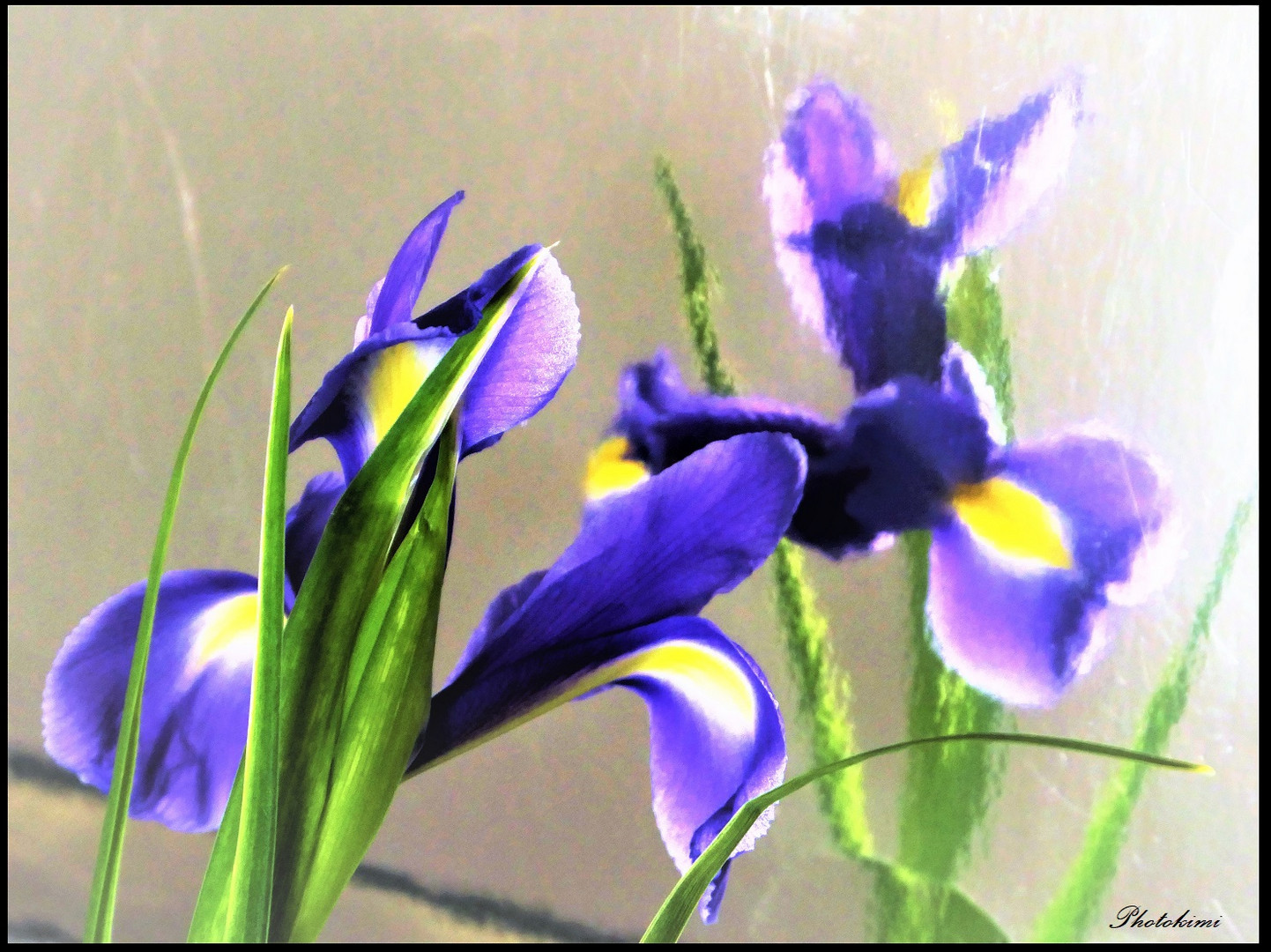 Gespiegelte Iris (II)