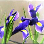 Gespiegelte Iris (II)