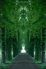 gespiegelte Kastanienallee
