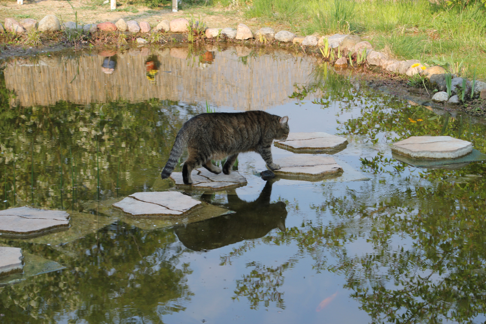 Gespiegelte Katze