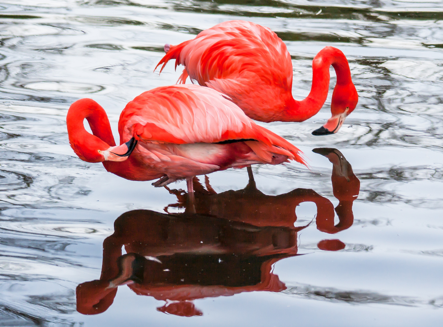 gespiegelte Leuchtkraft in Rot