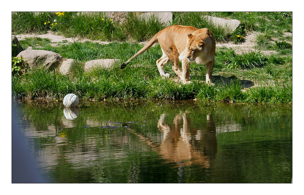 gespiegelte löwin mit ball