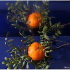 Gespiegelte Mandarin Orange