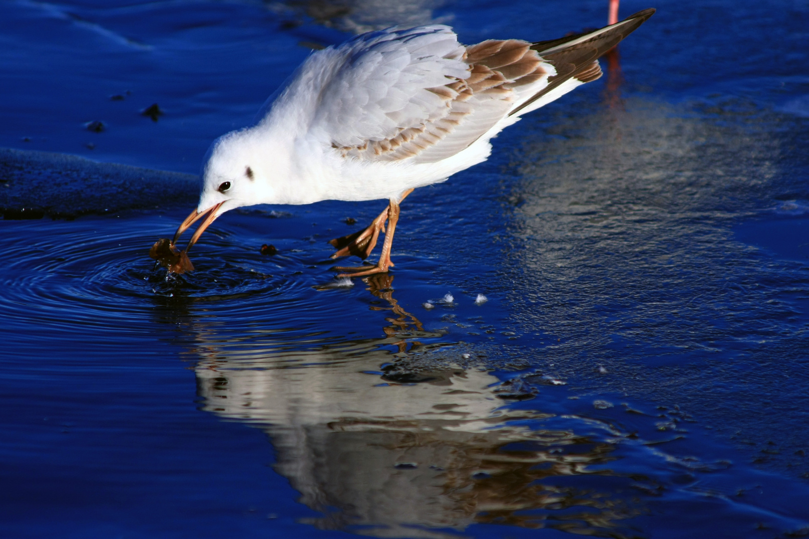 Gespiegelte Möwe