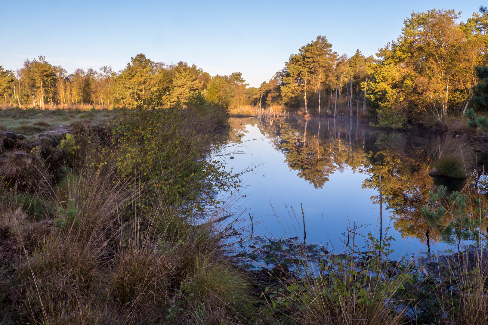 Gespiegelte Moorlandschaft