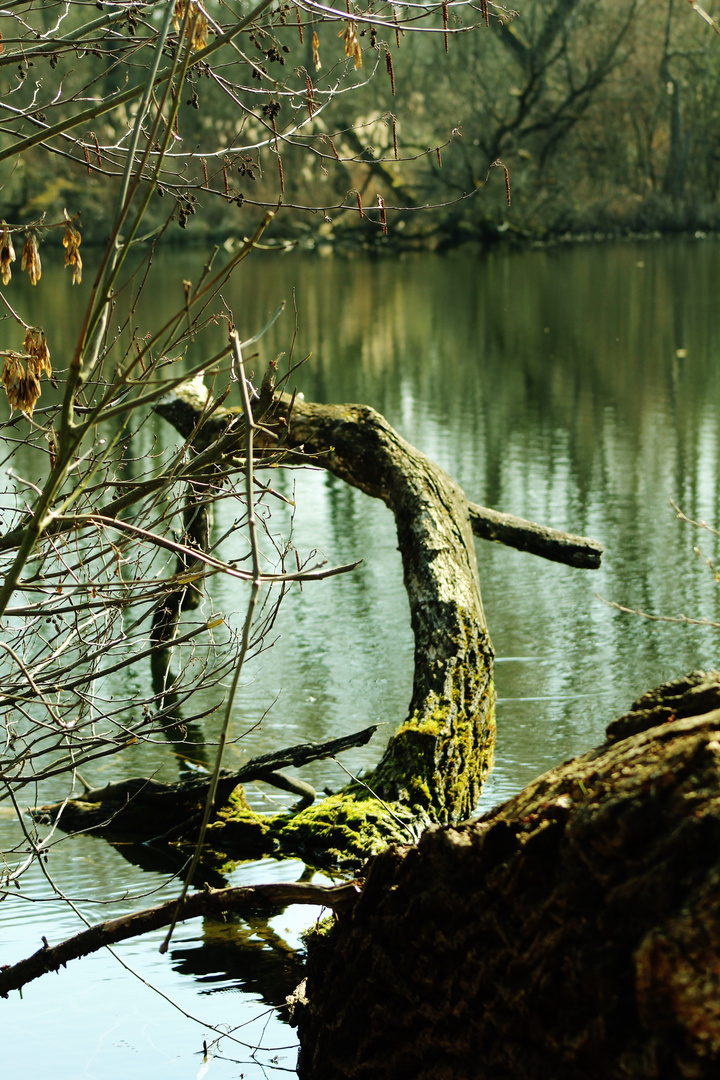 gespiegelte Natur im Teich