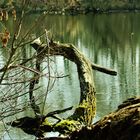 gespiegelte Natur im Teich