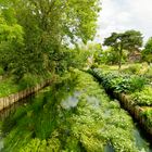 Gespiegelte Natur in Canterbury