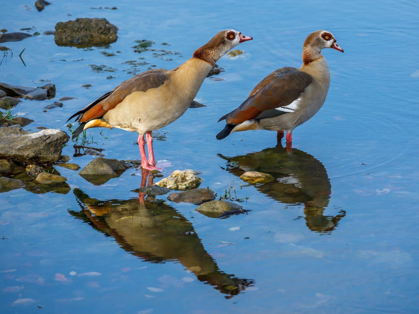 Gespiegelte Nilgänse