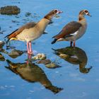 Gespiegelte Nilgänse