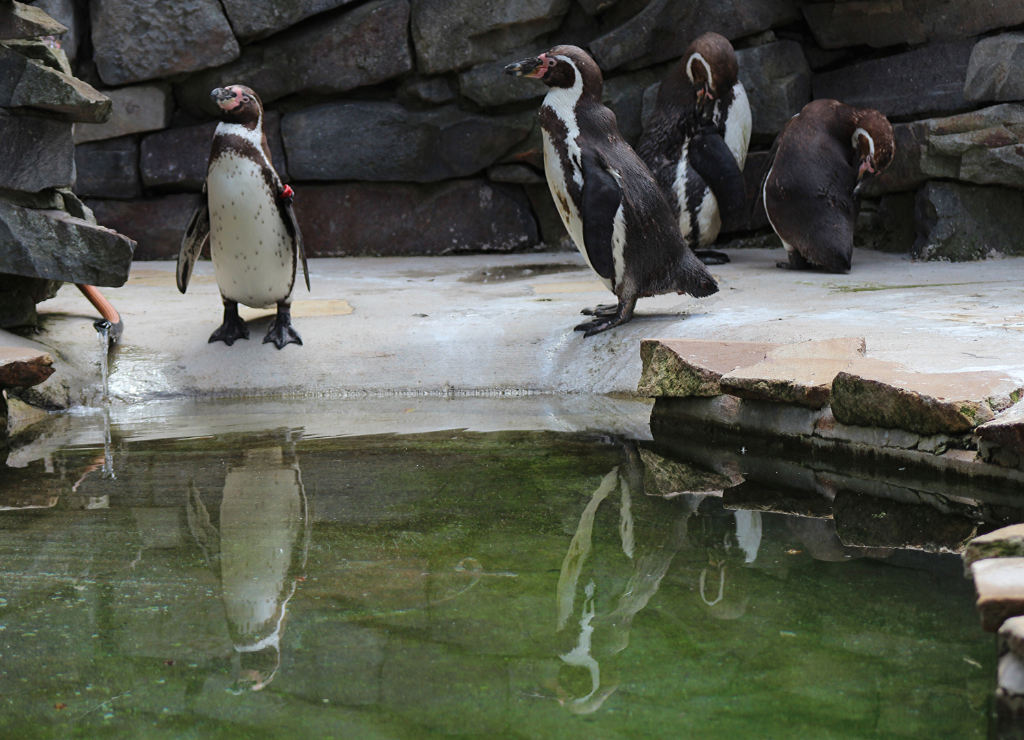 gespiegelte Pinguine