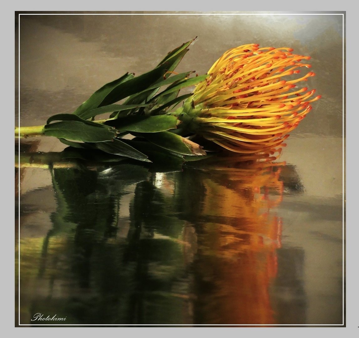Gespiegelte Protea (II)