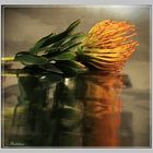Gespiegelte Protea (II)
