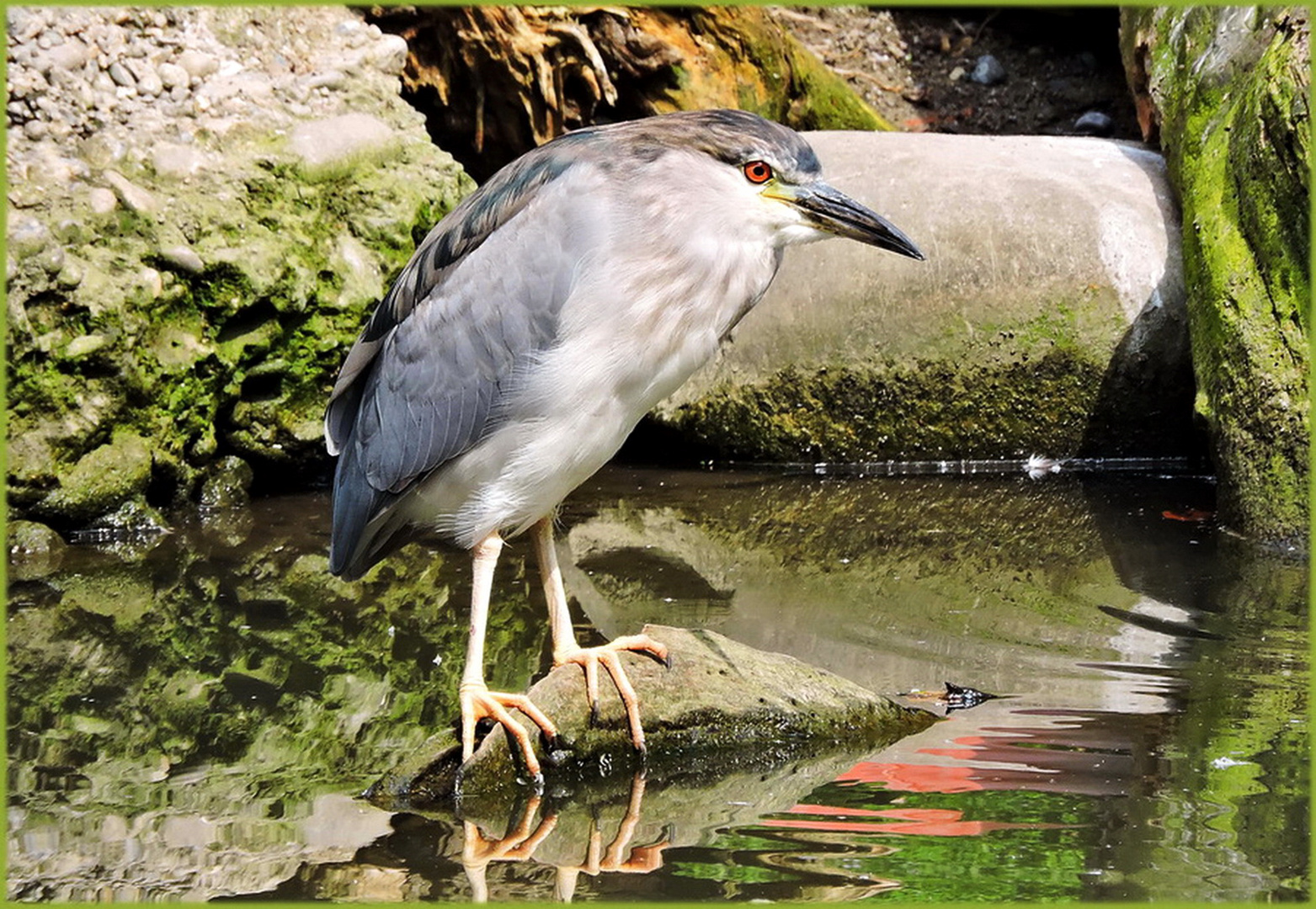  gespiegelte Reiher- Füße :-))