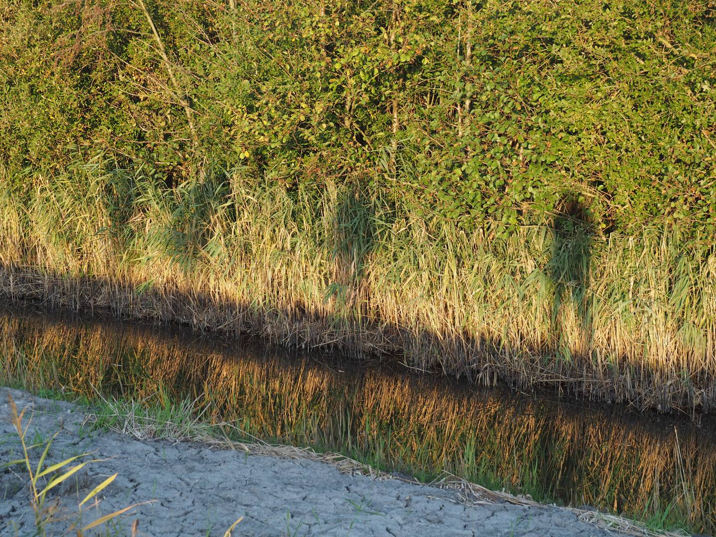 gespiegelte Schatten