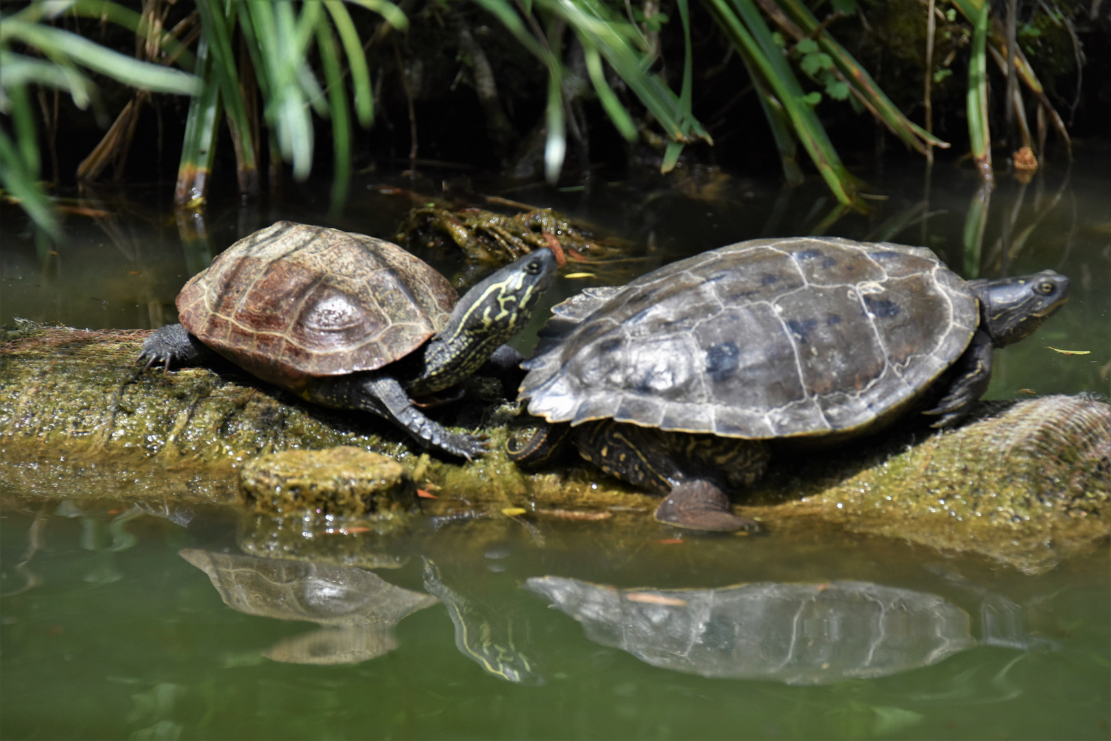 gespiegelte Schildkröten 