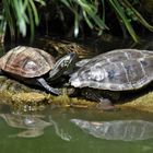 gespiegelte Schildkröten 