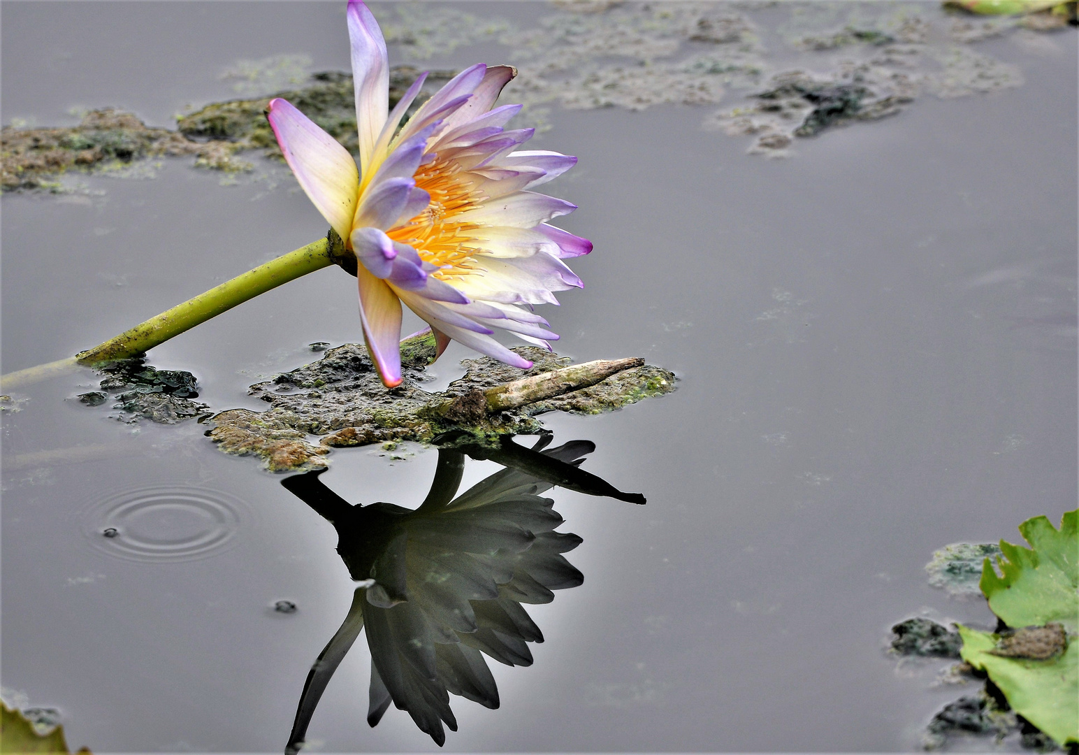 gespiegelte Seerose