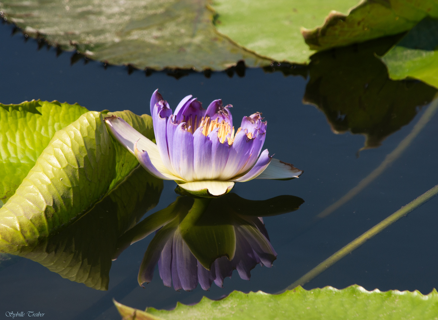 gespiegelte Seerose